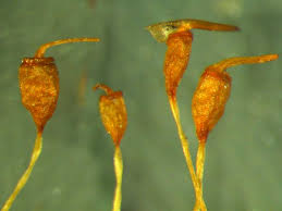 Attēlu rezultāti vaicājumam “Hymenostylium recurvirostrum macro”