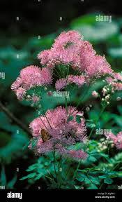 Attēlu rezultāti vaicājumam “Thalictrum aquilegifolium leaf”