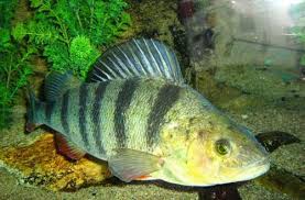 Image result for Perca fluviatilis