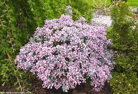 Attēlu rezultāti vaicājumam “Andromeda polifolia”