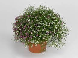 Attēlu rezultāti vaicājumam “Gypsophila muralis fruit”