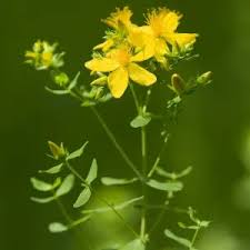 Attēlu rezultāti vaicājumam “Hypericum perforatum bud”