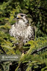 Attēlu rezultāti vaicājumam “Accipiter gentilis”