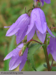 Attēlu rezultāti vaicājumam “Campanula bononiensis”