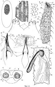 Attēlu rezultāti vaicājumam “Syrphus sp. imago”