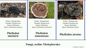 Attēlu rezultāti vaicājumam “Phellodon tomentosus”