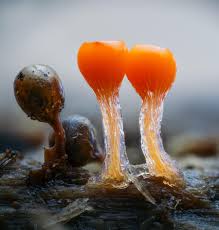 Attēlu rezultāti vaicājumam “Hemitrichia decipiens young”