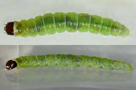 Attēlu rezultāti vaicājumam “Eulia ministrana”