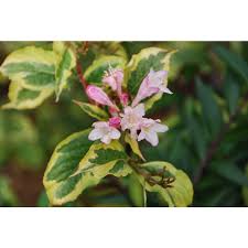 Attēlu rezultāti vaicājumam “Weigela praecox”