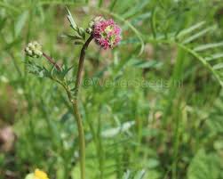 Image result for Sanguisorba minor