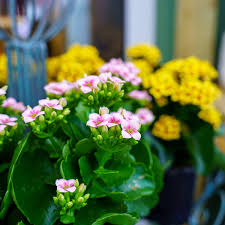 Image result for Kalanchoe blossfeldiana