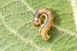 Attēlu rezultāti vaicājumam “Macaria notata”