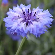 Image result for Centaurea cyanus