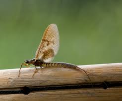 Attēlu rezultāti vaicājumam “Ephemera vulgata”