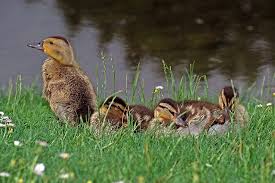 Attēlu rezultāti vaicājumam “Anas platyrhynchos juvenile”