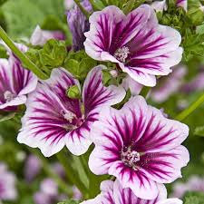 Image result for Malva sylvestris 'Zebrina'