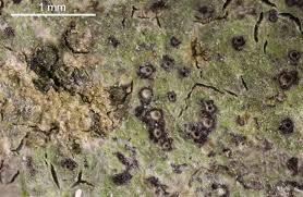 Attēlu rezultāti vaicājumam “Verrucaria hydrela”