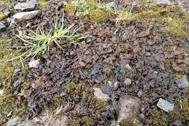 Attēlu rezultāti vaicājumam “Nostoc commune cells”