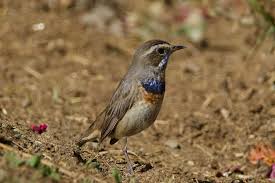 Attēlu rezultāti vaicājumam “Luscinia svecica adult”