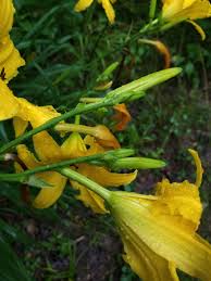 Attēlu rezultāti vaicājumam “Hemerocallis lilioasphodelus flower”