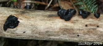 Attēlu rezultāti vaicājumam “Bulgaria inquinans”