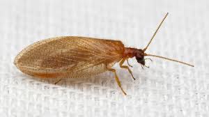 Attēlu rezultāti vaicājumam “Hemerobiidae”