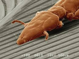 Attēlu rezultāti vaicājumam “Phthiraptera”