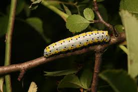 Attēlu rezultāti vaicājumam “Diloba caeruleocephala”