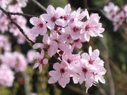 Attēlu rezultāti vaicājumam “Prunus cerasifera flower”