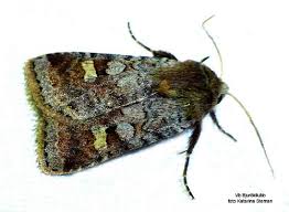 Attēlu rezultāti vaicājumam “Diarsia florida”