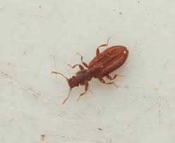 Attēlu rezultāti vaicājumam “Dienerella elongata”