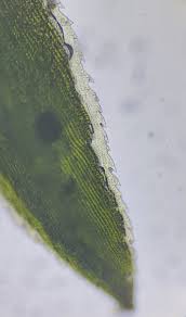 Attēlu rezultāti vaicājumam “Pogonatum nanum”