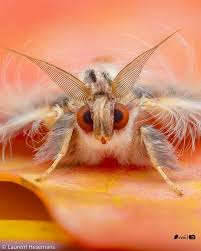 Attēlu rezultāti vaicājumam “Scapania mucronata macro”