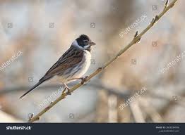 Attēlu rezultāti vaicājumam “Emberiza schoeniclus”