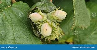 Attēlu rezultāti vaicājumam “Corylus avellana fruit”