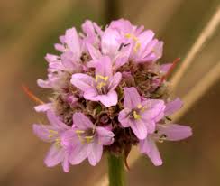 Attēlu rezultāti vaicājumam “Armeria vulgaris”