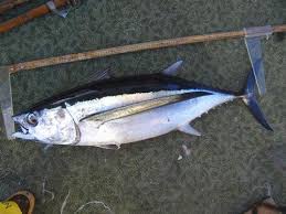 Image result for Thunnus albacares