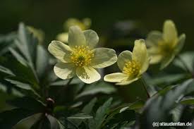 Attēlu rezultāti vaicājumam “Anemone x lipsiensis leaf”