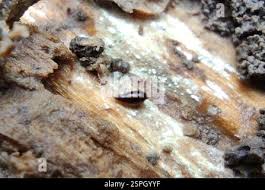 Attēlu rezultāti vaicājumam “Scaphisoma sp.”