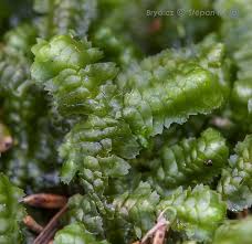 Attēlu rezultāti vaicājumam “Bazzania trilobata”