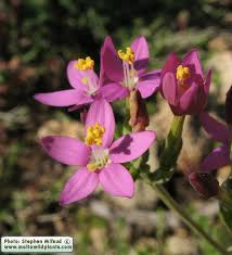 Image result for Centaurium erythraea