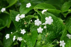 Image result for Omphalodes verna