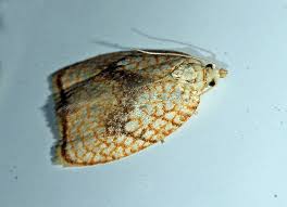 Attēlu rezultāti vaicājumam “Acleris forsskaleana”