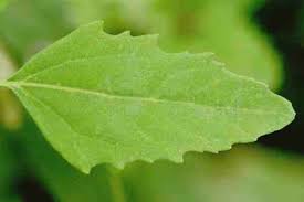 Attēlu rezultāti vaicājumam “Chenopodium album leaf”