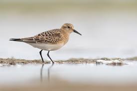 Image result for Calidris bairdii