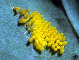 Attēlu rezultāti vaicājumam “Pieris brassicae underside”