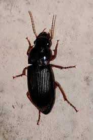 Attēlu rezultāti vaicājumam “Pseudoophonus rufipes”