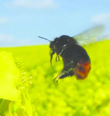 Attēlu rezultāti vaicājumam “Bombus lapidarius”