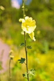 Image result for Alcea rugosa