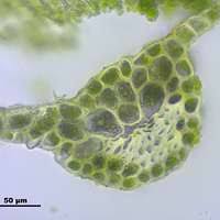 Attēlu rezultāti vaicājumam “Pohlia”